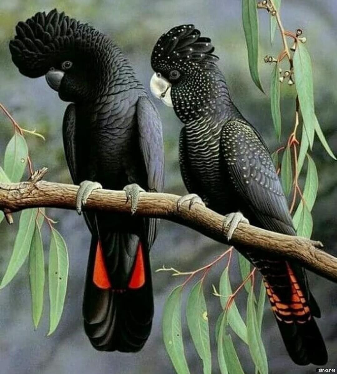 Черный попугай. Краснохвостый Какаду. Попугай Какаду черный. Черный Какаду Бэнкса. Попугай чёрный краснохвостый Какаду.
