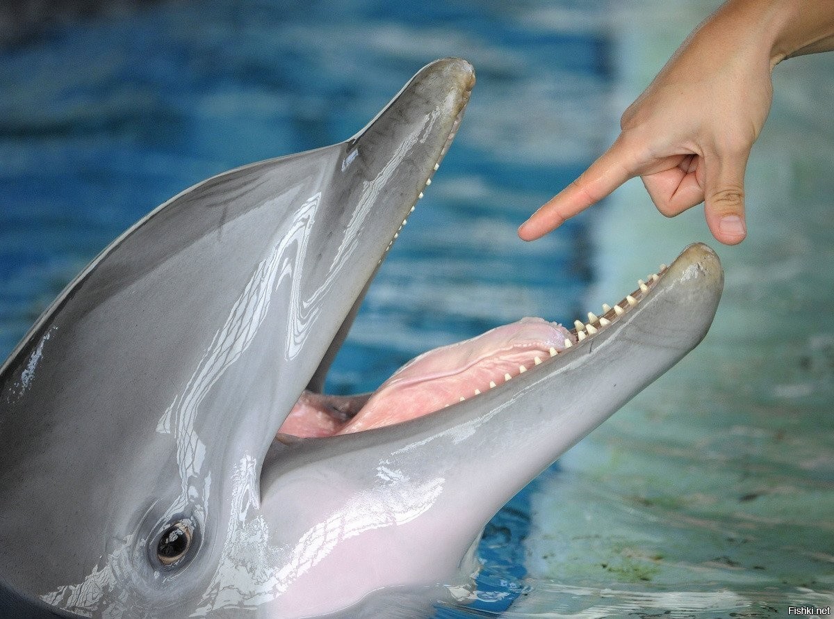 дельфин сельдь