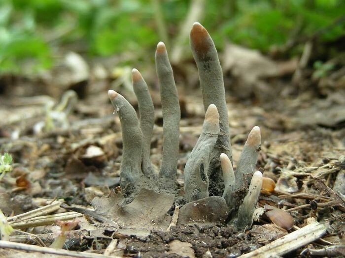 5. Xylaria Polymorpha - это сапробный гриб, обычно известный как "пальцы мертвеца"