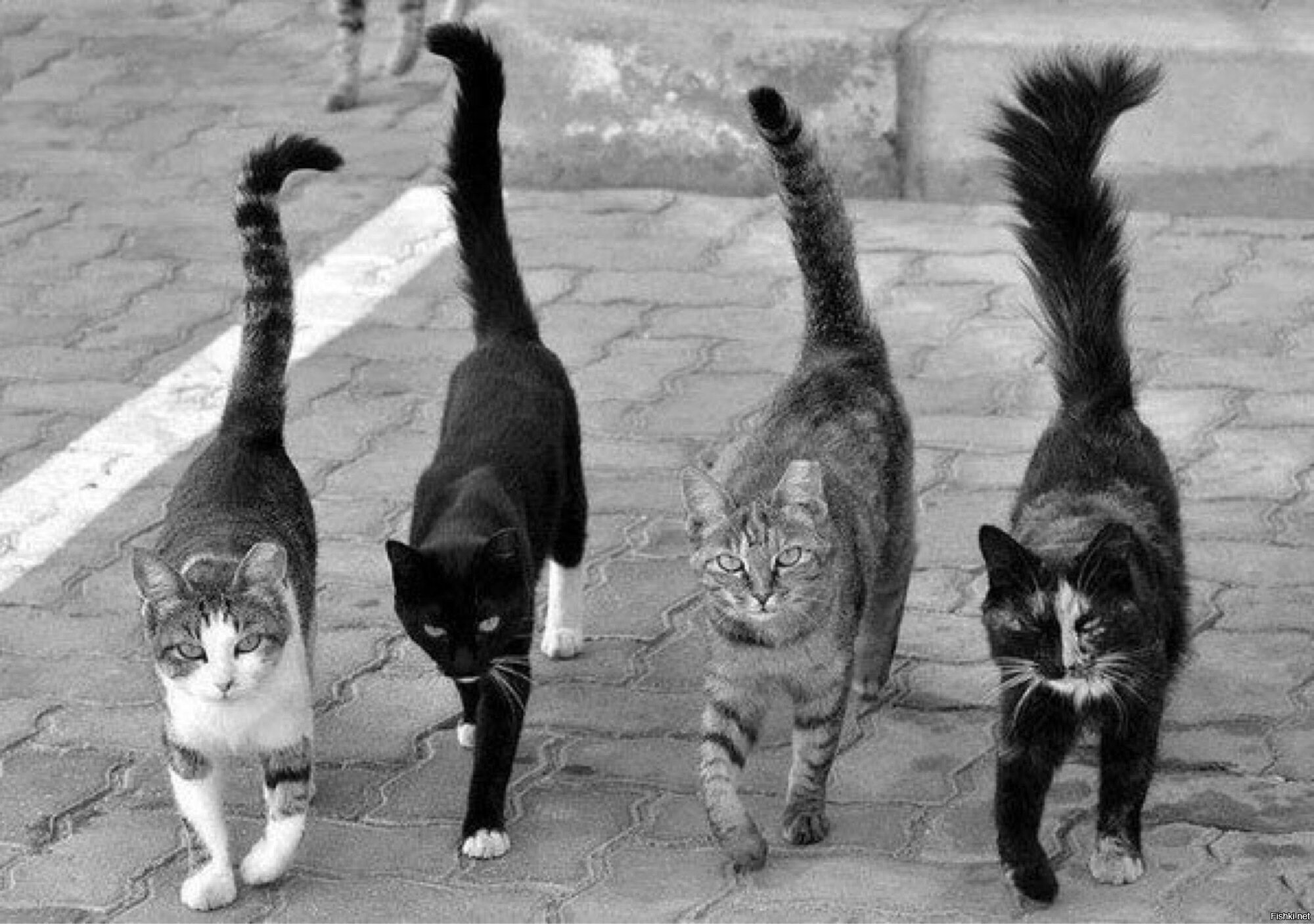 На хвосте каждой кошки. Четыре кота. Три кошки. Дворовые кошки.