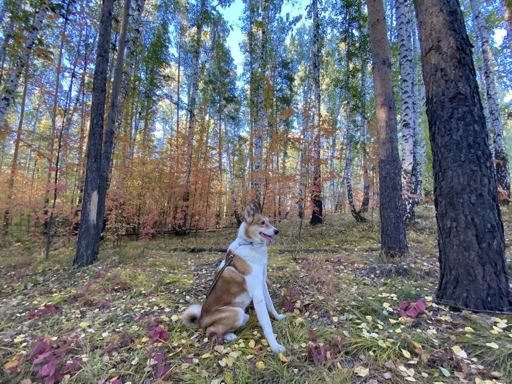 Фото лайка и дизлайка