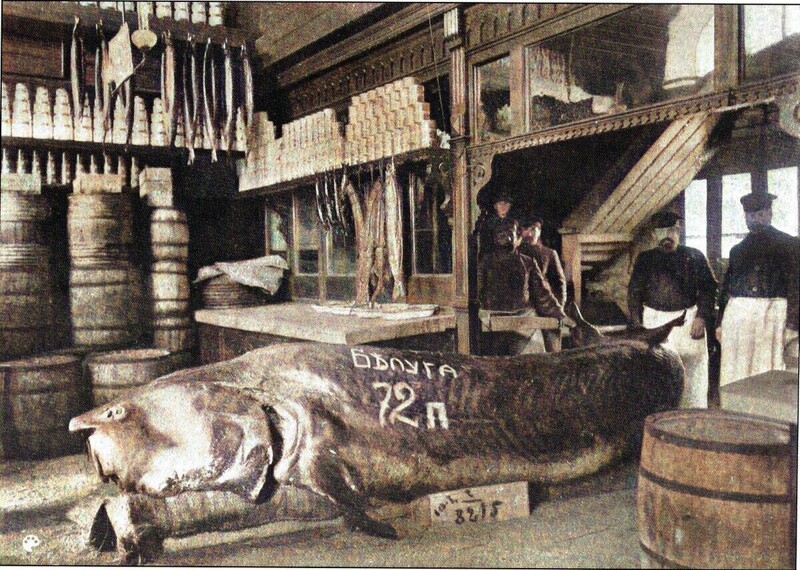Гигантская белуга, пойманная в Каспии и выставленная в магазине В. Ф. Бобкова на Балчуге.