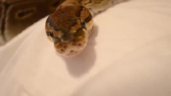 Гифки Гифки