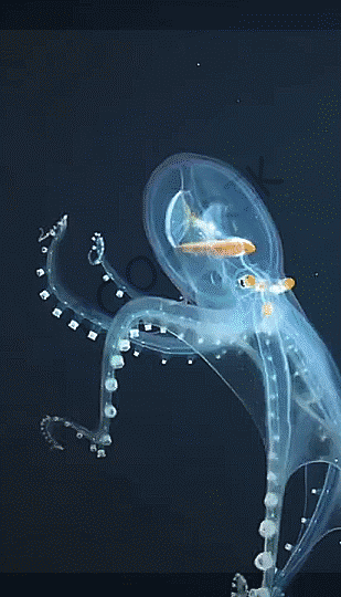 Гифки Гифки