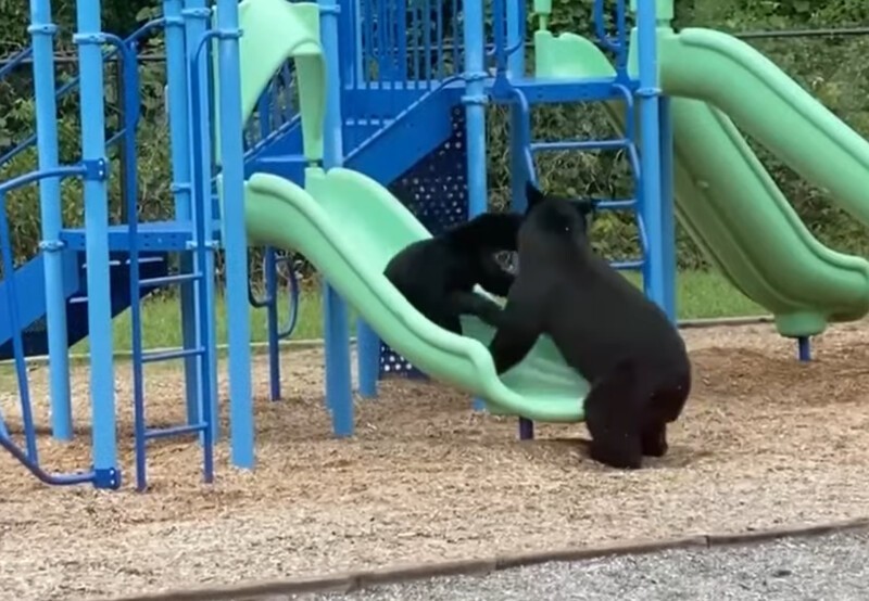 Милота дня: медведица учит свое чадо кататься с горки