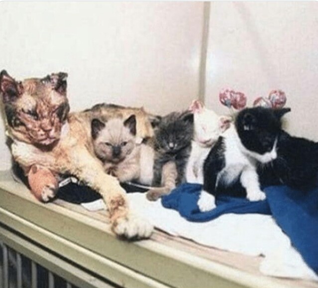 В 1996 году мать-кошка в США пять раз прошла через пламя, чтобы вытащить своих пятерых котят из горящего здания. Она потеряла сознание, но потом пришла в себя, и ее воссоединили с котятами