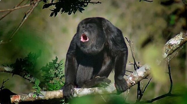 В ходе наблюдения за приматами-ревунами, исследователи Кембриджского Университета выяснили, что самые громкие звуки издавали самцы с самыми маленькими половыми органами