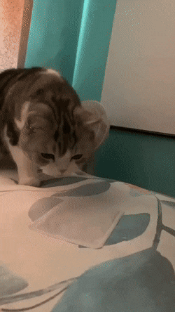 Кошачьи гифки