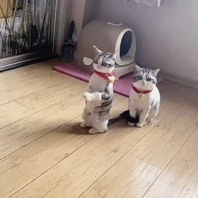 Кошачьи гифки