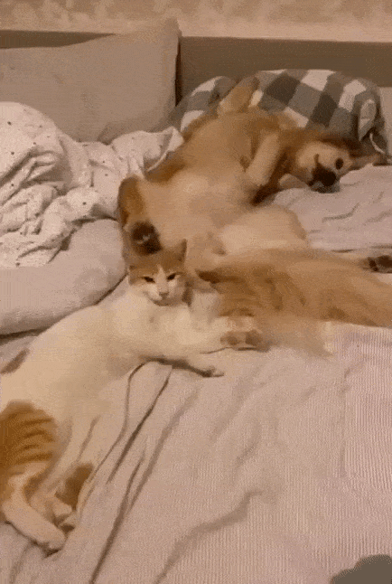 Кошачьи гифки