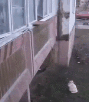 Кошачьи гифки