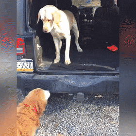 Собачьи гифки