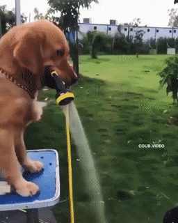 Собачьи гифки