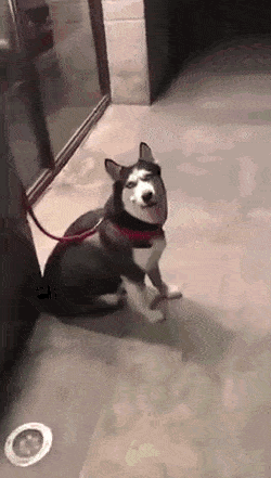 Собачьи гифки