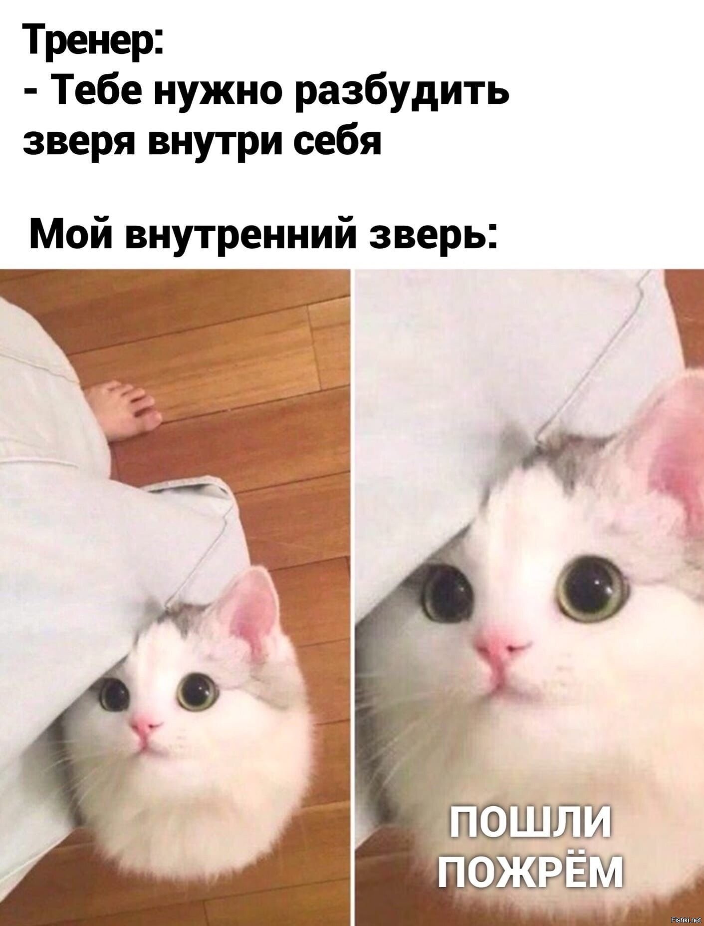 Неси сосиски кот мем