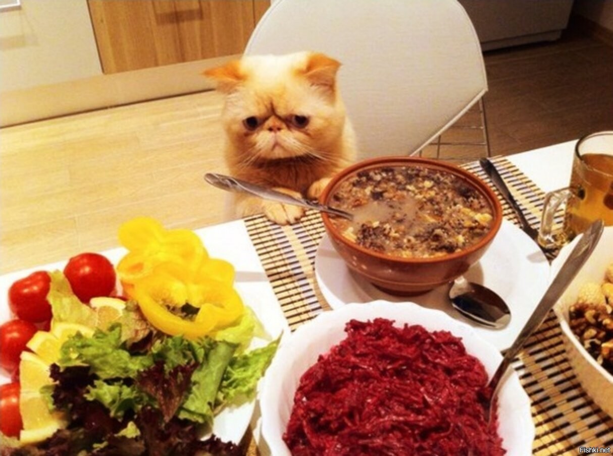 После обеда хозяин. Еда прикол. Прикольные картинки с едой. Котик с едой. Смешные картинки с едой.