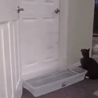 Кошачьи гифки