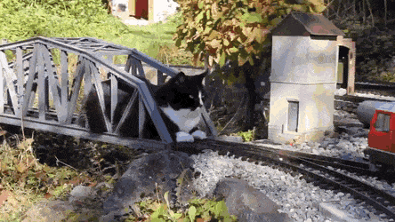 Кошачьи гифки