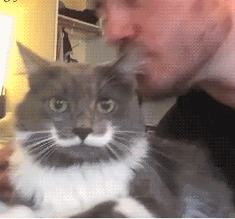 Кошачьи гифки