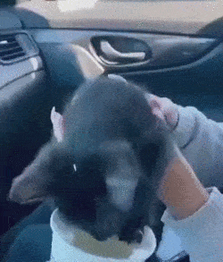 Кошачьи гифки