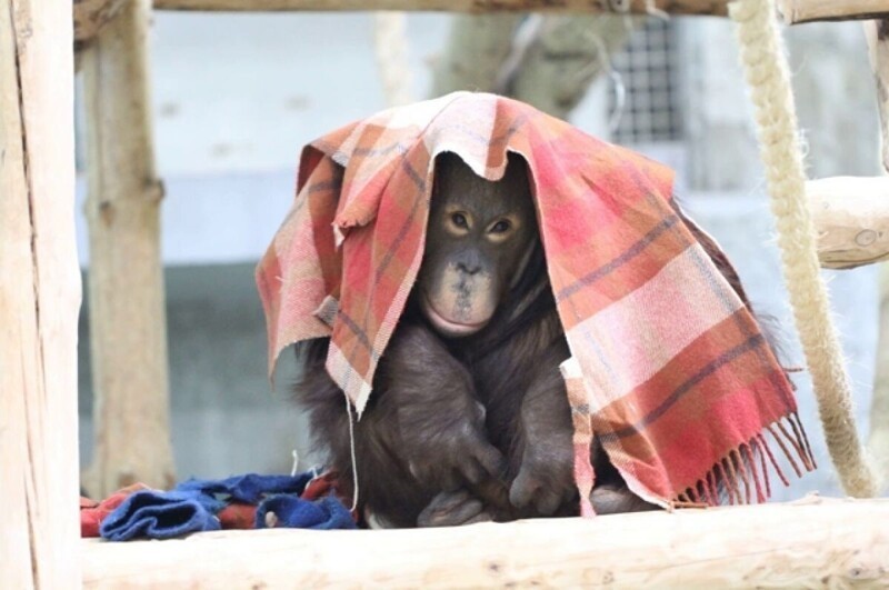 Гнездо из одеял: посетители зоопарка несут пледы замерзающим обезьянам