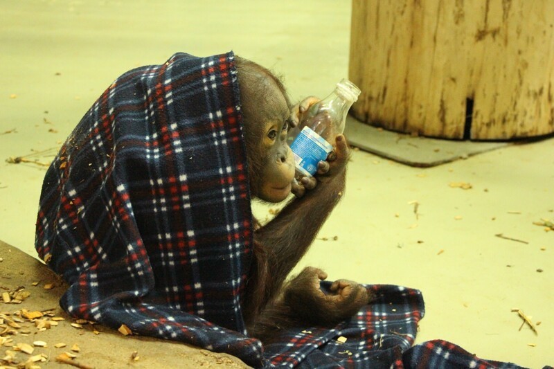 Гнездо из одеял: посетители зоопарка несут пледы замерзающим обезьянам