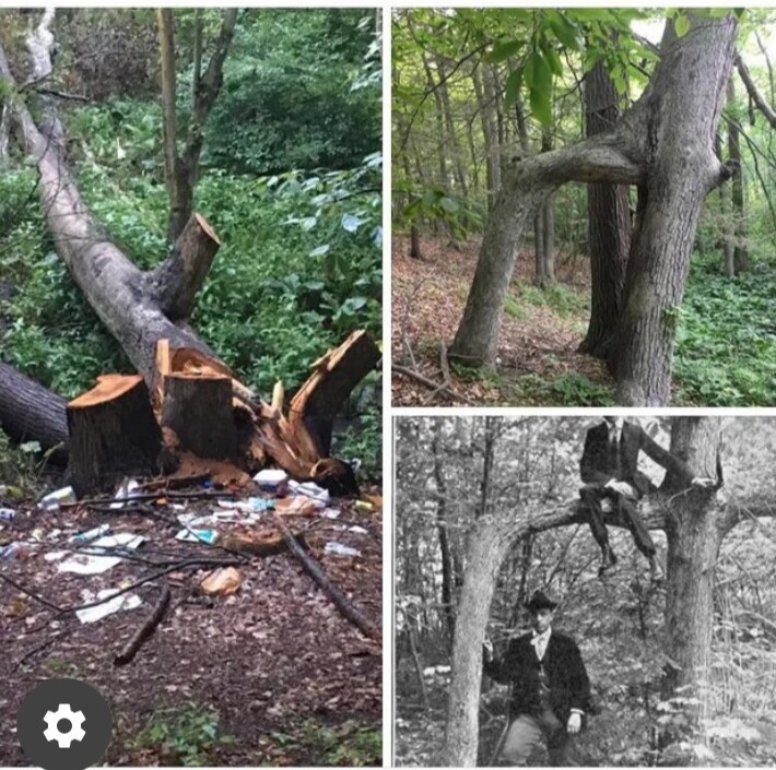 Вандалы уничтожили 150-летнее дерево