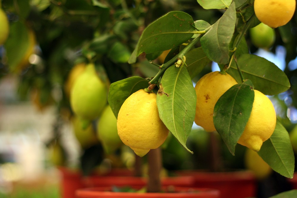 Причины, по которым лимонное дерево может сбрасывать листья