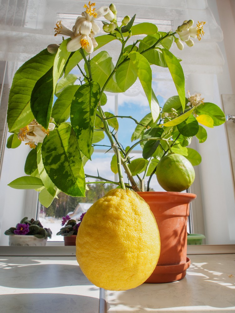 Первая помощь лимону