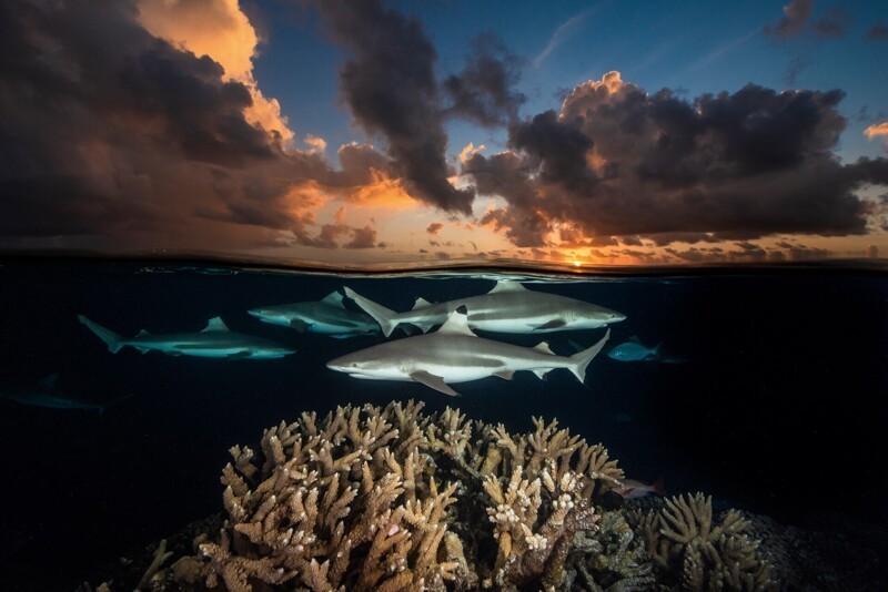 "Чернопёрые рифовые акулы", Южный перевал, Атолл Факарава, Французская Полинезия, 2018 г.