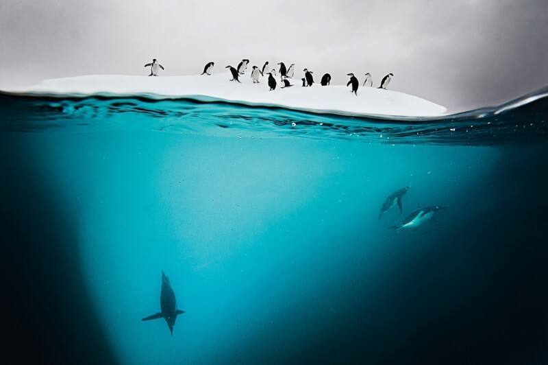 "Антарктические пингвины и пингвины генту", остров Данко, Антарктида, 2011 г.