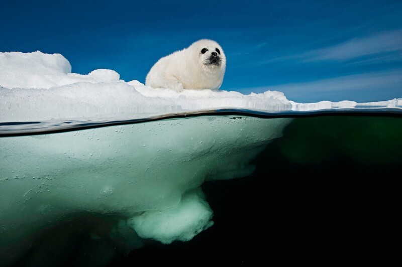 "Детеныш гренландского тюленя", залив Святого Лаврентия, Канада, 2011 г.