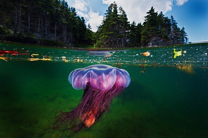 "Медуза Львиная грива", фьорд Бонн-Бэй, национальный парк Грос-Морн, Ньюфаундленд, Канада, 2012 г.