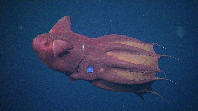 "Адский вампир" - кальмар, который обитает на глубине от 600 до 1000 метров
