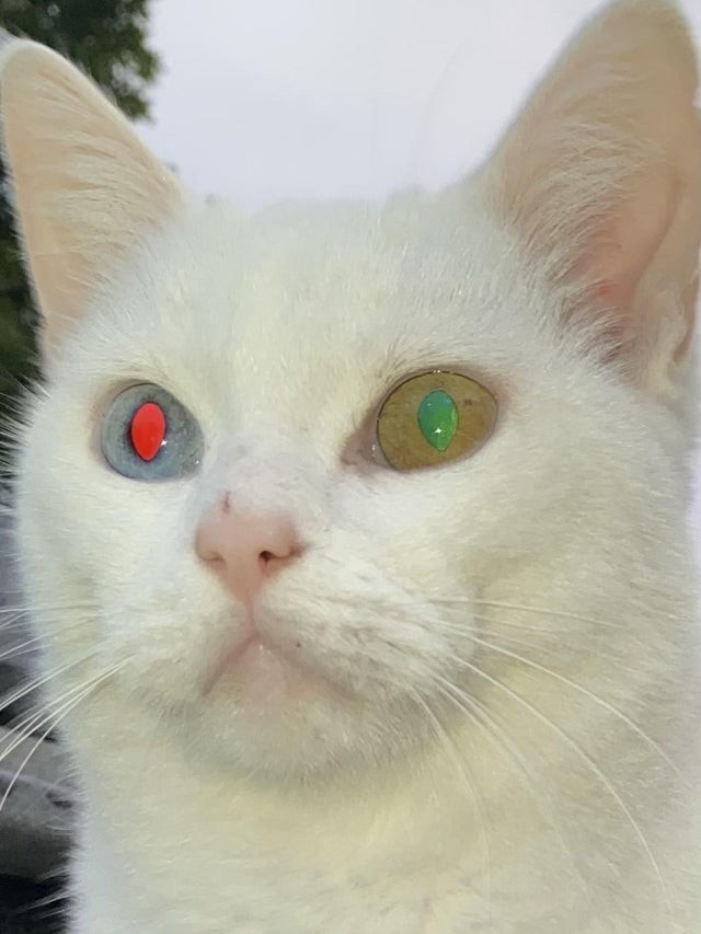 Разноцветные глаза у кошки светятся разными цветами