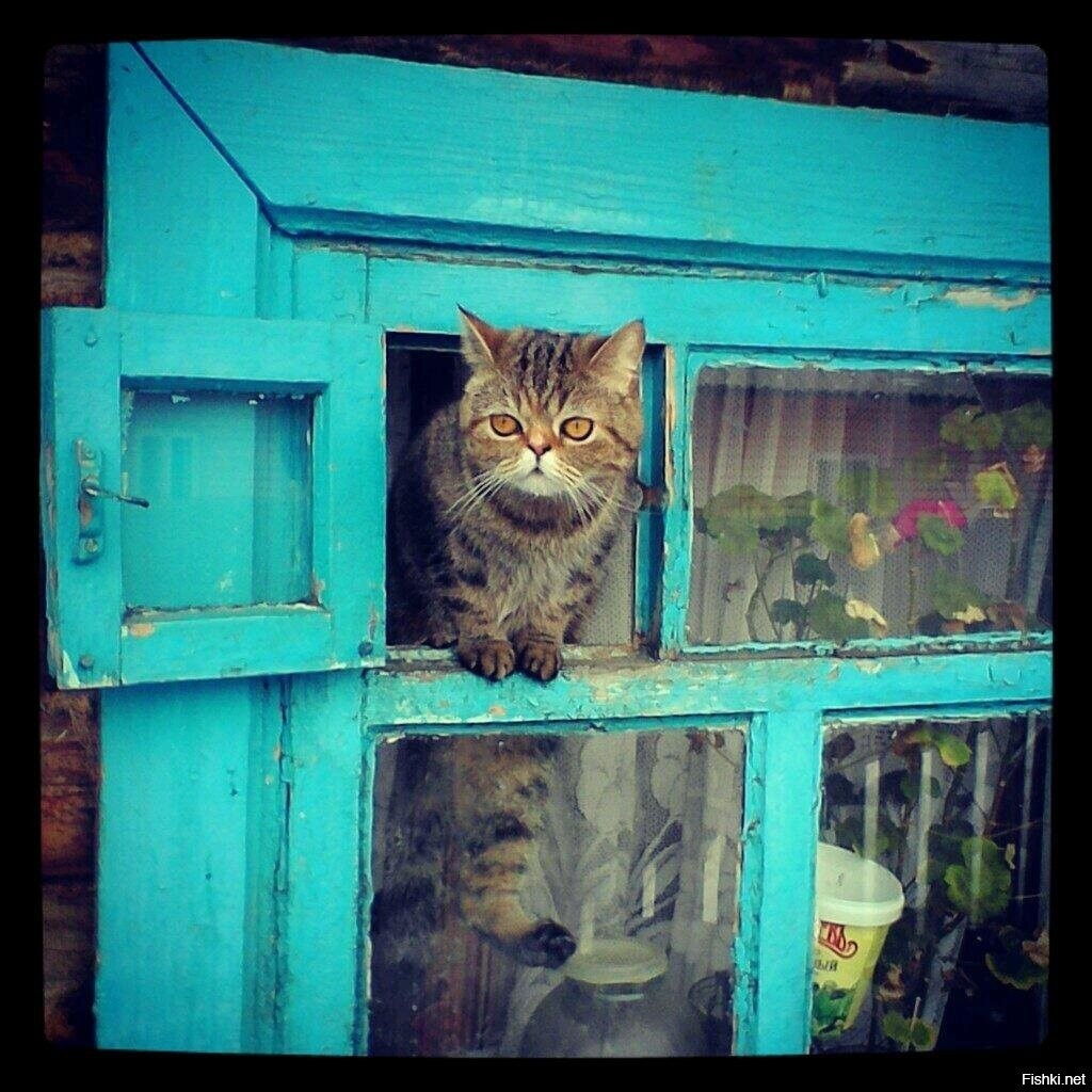 Оптимист старый. Сохраненка выгляни в окно. Дом и выглядывает из окошка Домовой. Старый оптимист. Тётя кошка выгляни в окошко.