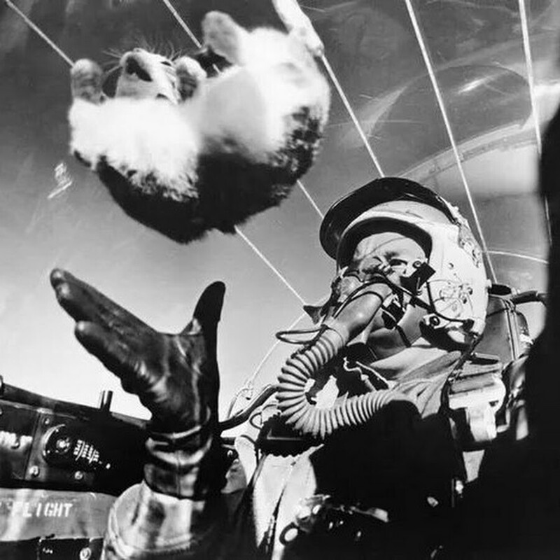 Пилот выполняет опыт по изучению действия невесомости на кошке. 1958 год