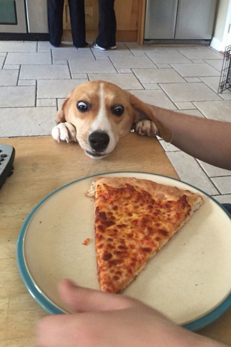 Собака выпрашивает еду