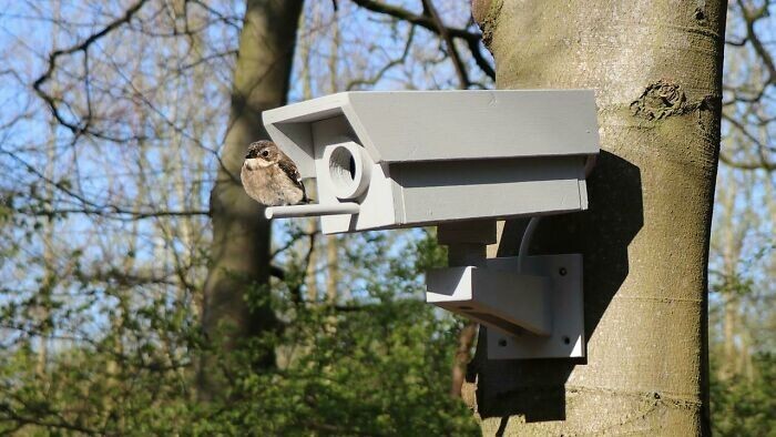 "Я сделал домик для птиц в виде ложной камеры видеонаблюдения"