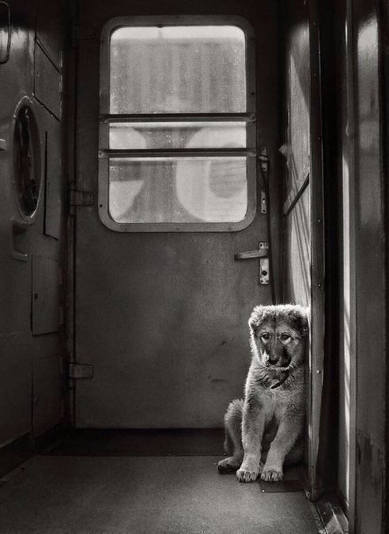 Собака в окне поезда