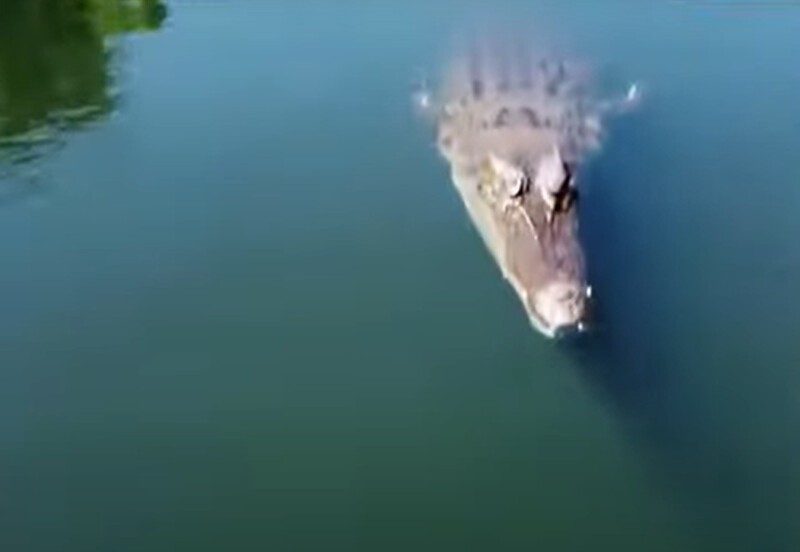 В сеть попала запись с дрона, съеденного крокодилом