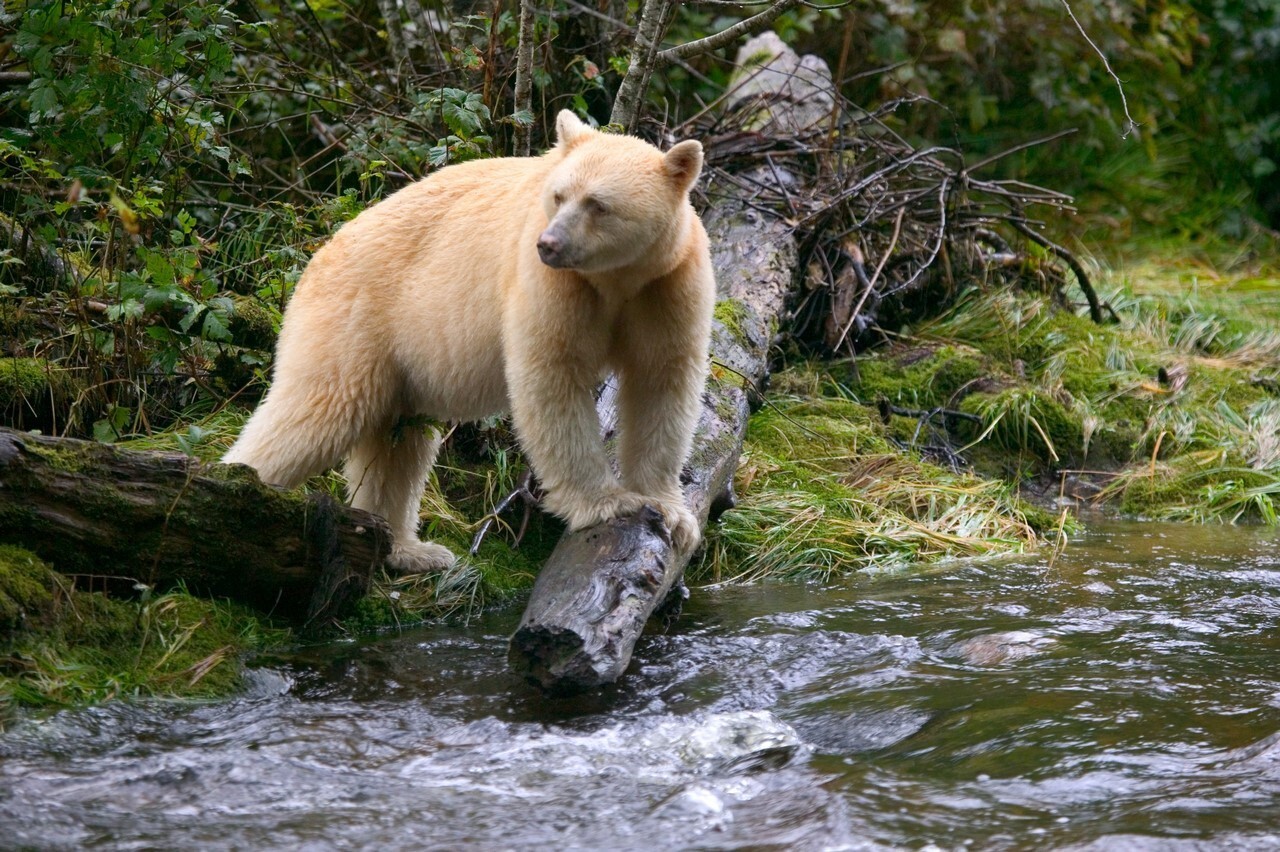 Медведи фауна. Кермодский бурый медведь. Кермодский и белый медведь. Кермод (кермодский медведь). Ursus americanus kermodei.