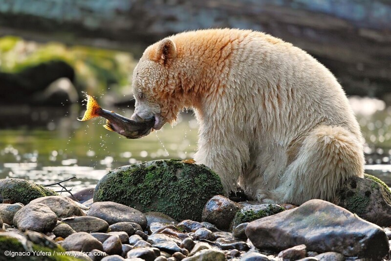Медведь-призрак или кермодский медведь