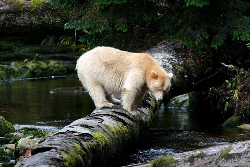Медведь-призрак или кермодский медведь