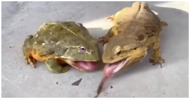 Проворная ящерица не дала лягушке спокойно поесть