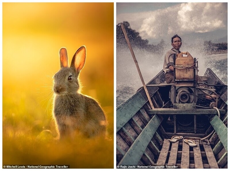 Слева: Кролик в закатном солнце. Митчелл Льюис, 1 место в категории "Дикая природа". Справа: Лодочник. Раджив Джоши, 2 место в категории "Люди"