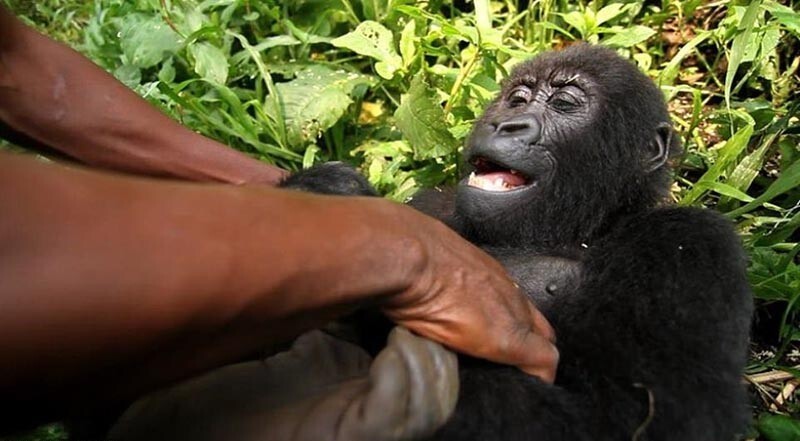 В Африке умерла горилла, ставшая знаменитой после селфи с сотрудником парка