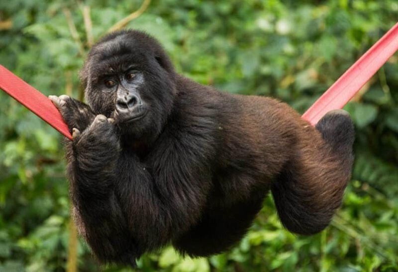 В Африке умерла горилла, ставшая знаменитой после селфи с сотрудником парка
