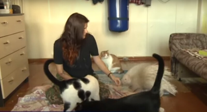 Дикобраз-альбинос-москвич в гостях  у трех иркутских котов