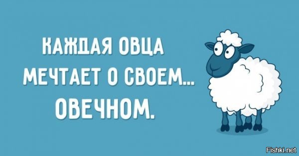 Каждая овца. Каждая овца мечтает о своем о вечном. Овцы думают о вечном. Овечка юмор. Овца юмор.